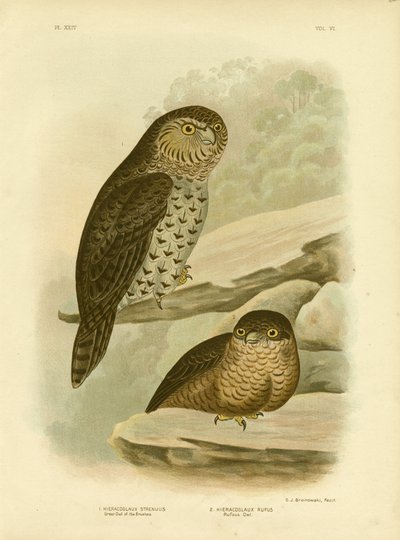 Great Owl of the Brushes or Powerful Owl by Gracius Broinowski